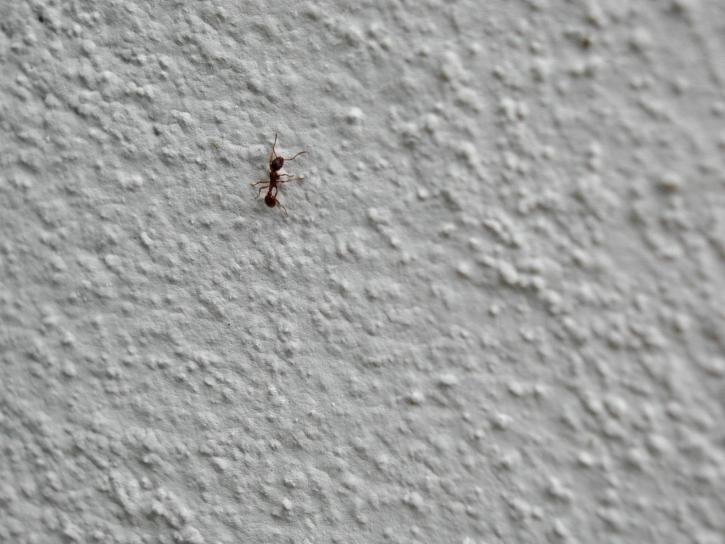 ant, wall