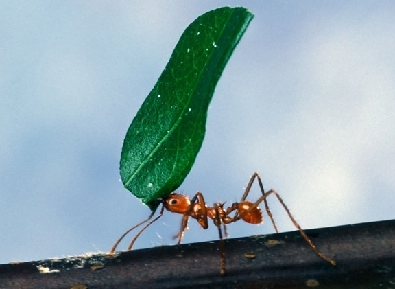 worker, ant, carrying, leaf