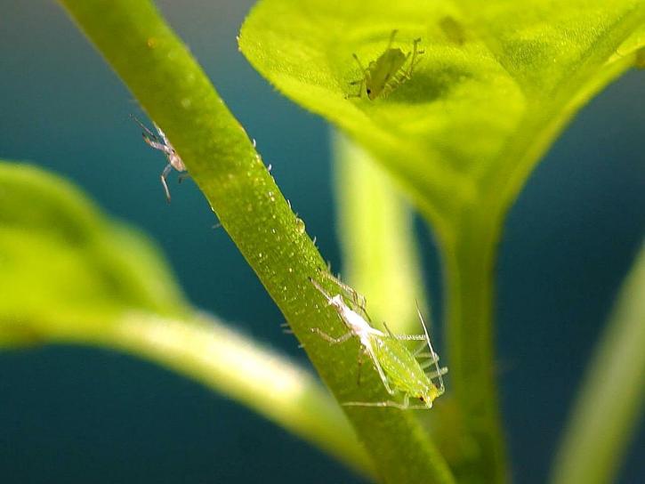 aphids, insects
