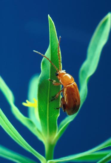 Aphthona flava, loppa, beetle