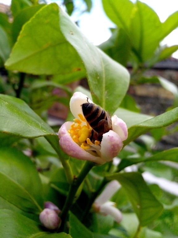 bee, pollinated, flower, lemon