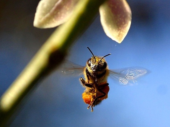 bee, buzzing, lemon, tree, balcony