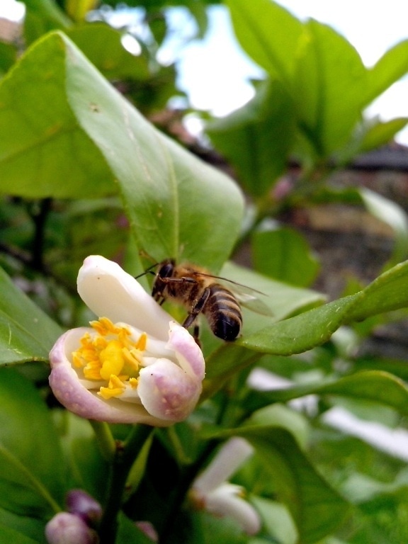 Biene, fliegen, Zitrone, Baum
