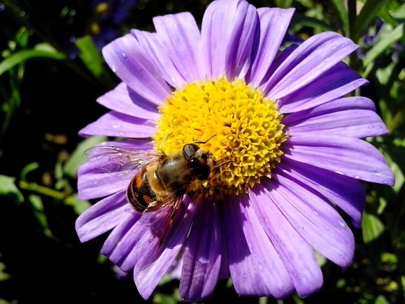 Bee, insekt, lilla blomster