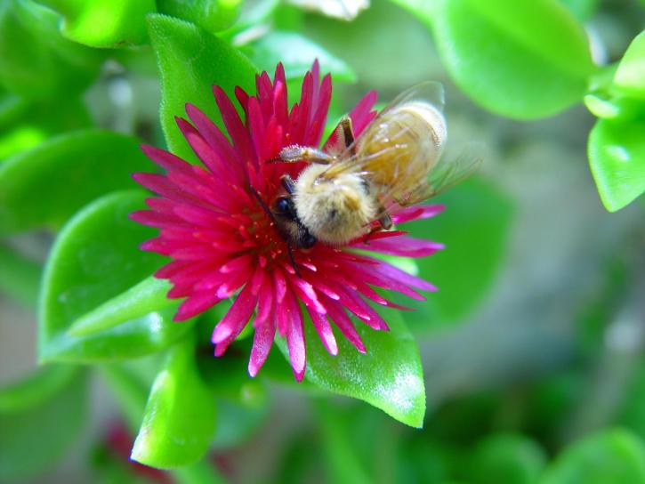 mehiläinen, kukka