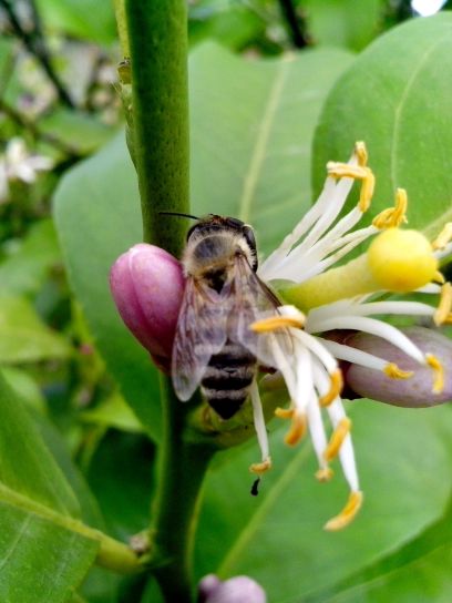 bee, landed, flower, lemon, pollinate