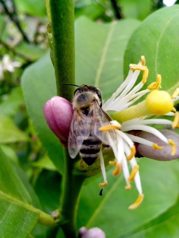 Bee, landade, blomma, citron, pollinerar