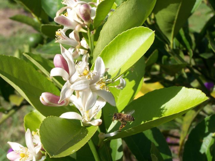 Bee, citrusových plodů, strom, květy