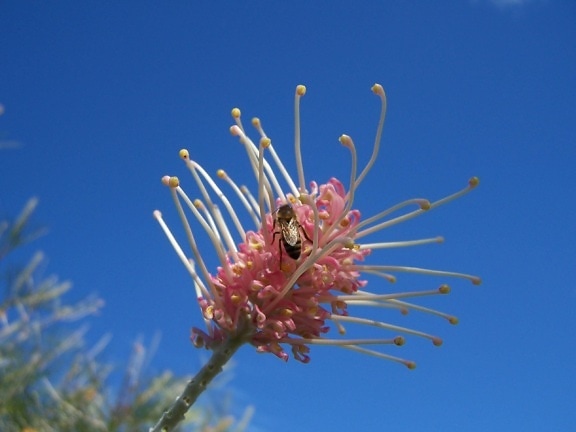 bee, grevillia, flower