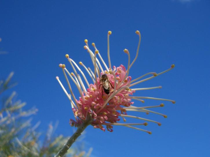 ผึ้ง ดอกไม้ grevillia