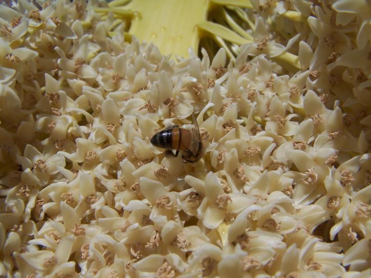 ong, palm, Hoa đào