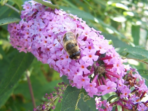 Bee, paarse bloem