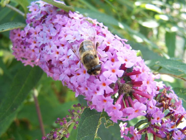 пчела, фиолетовый цветок