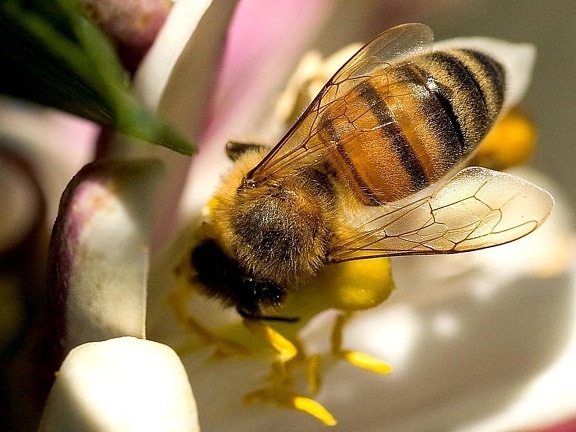 Bee, meyer