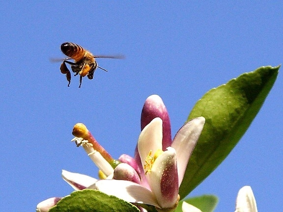 bee, pollen, insect, lemon flower