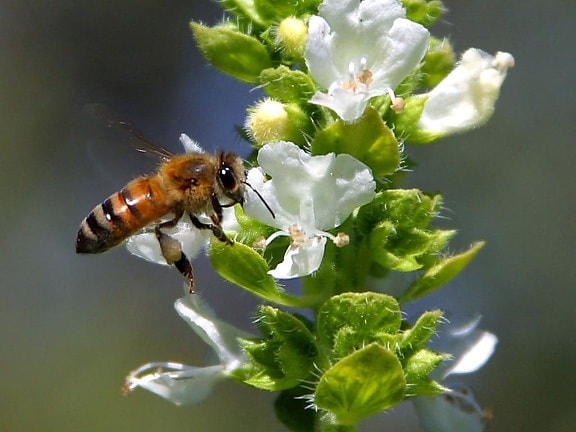 bee, pollinating, basil, balcony