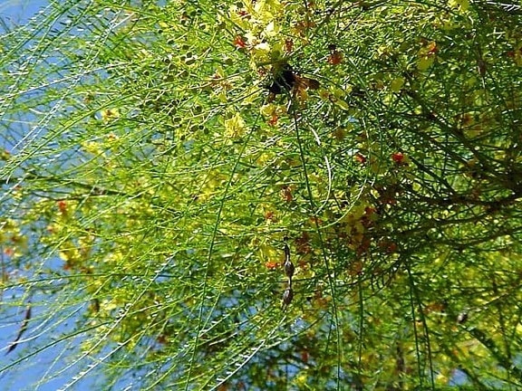 Bee tree balboa, park, kaktus