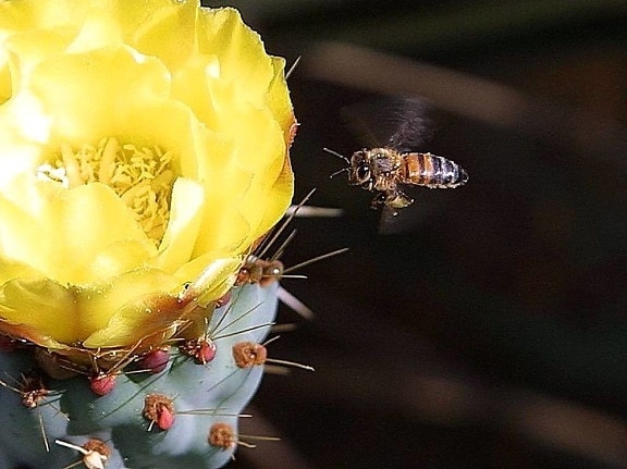꿀벌, 선인장, 꽃