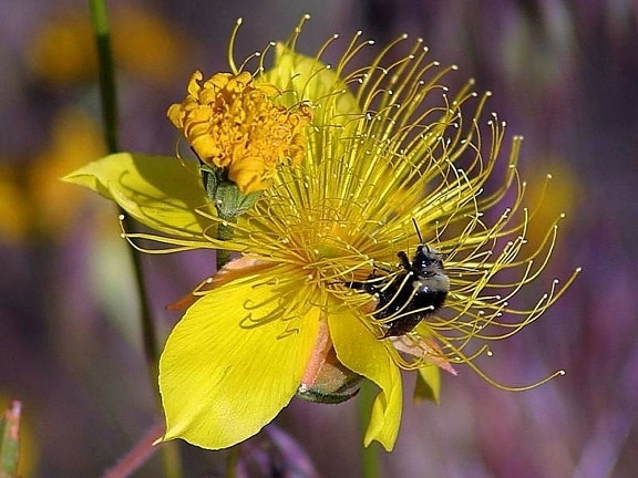 pčele, cvijeće
