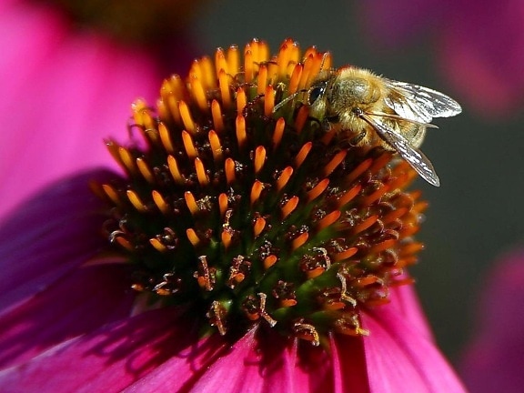 včely, kvety, makro