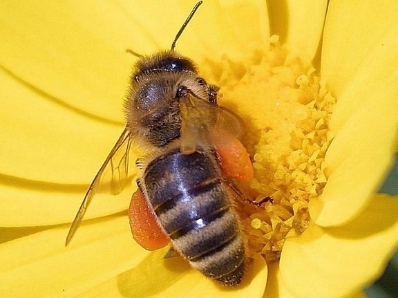 abeilles, fleurs, pollen