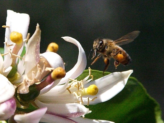 pčela, leti