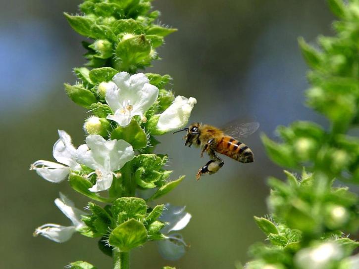 ผึ้ง fying บิน ปีก