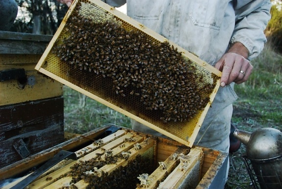 abeilles, ruche