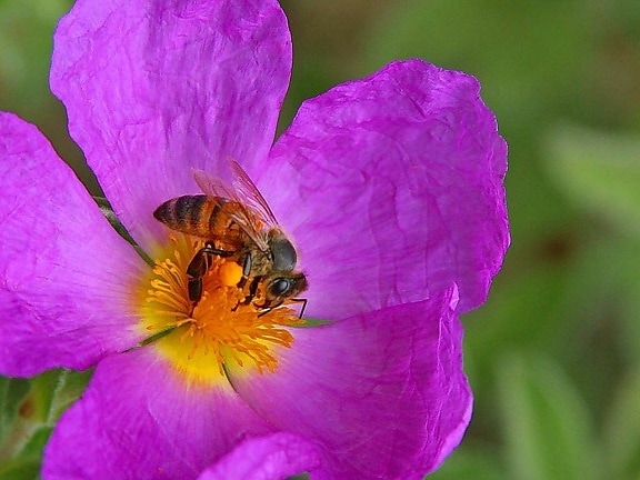 les abeilles, les insectes, les pollens