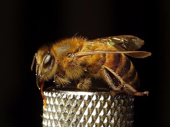 abeilles, insectes, ailes, insectes