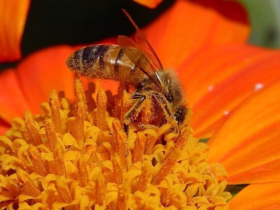 ミツバチ、花、花粉を採集