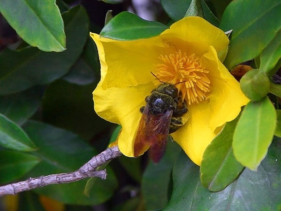 꿀벌, 노란 꽃, 꽃가루