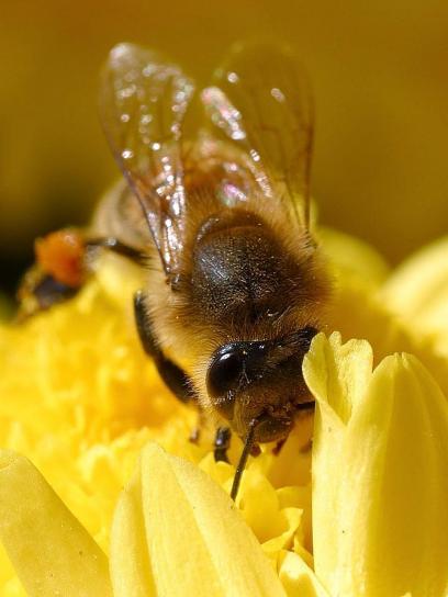 pszczoły, pyłek, owady, skrzydła, makro, błędów