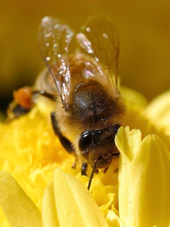 abeilles, pollen, insectes, ailes, macro, insectes