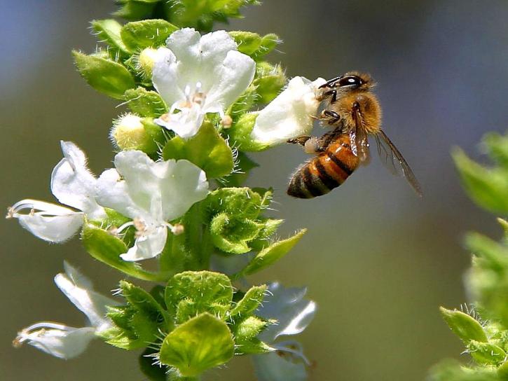 ผึ้ง pollenating ใบโหระพา
