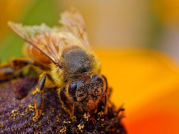 abeilles, pollenating, insectes