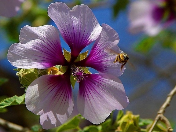 bees, purple flowers