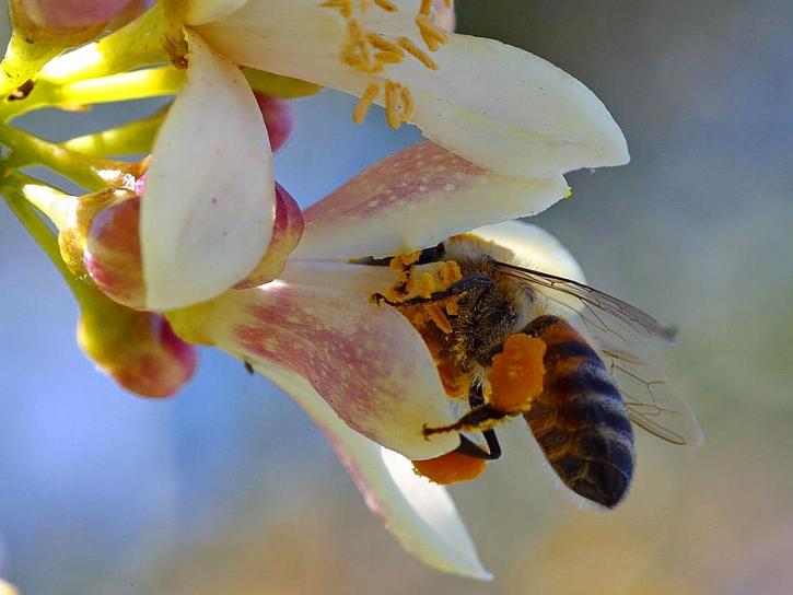 albinele, într-adevăr, polenizatoare, myer, lamaie, arbore