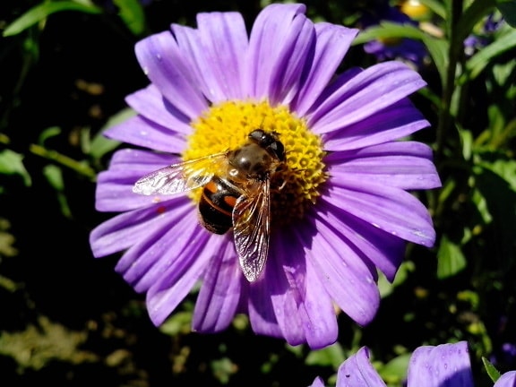 abeille domestique, insecte, fleur