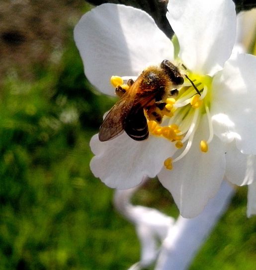 Honey bee, zbiera, nektár, kvet