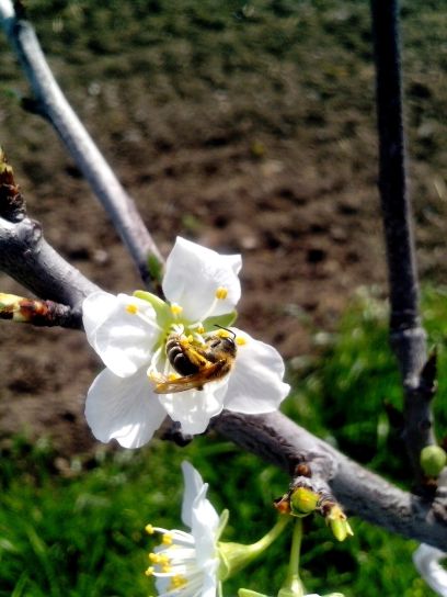 honey, bee, pollinating, cherry, flower