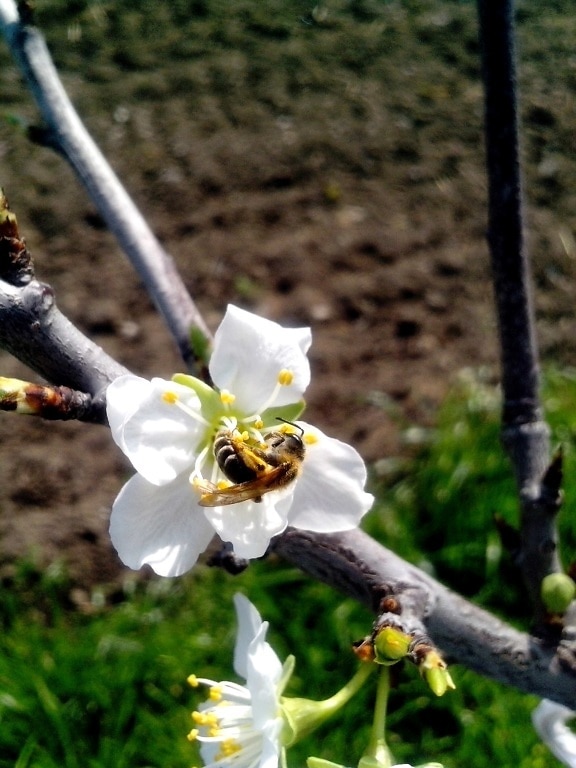 여 보, 꿀벌, pollinating, 벚꽃, 꽃