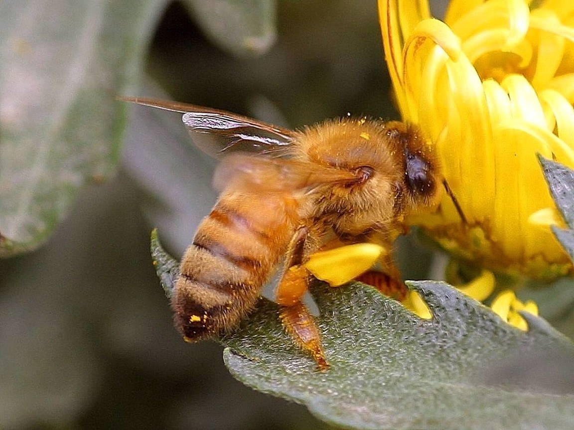 Апи пчела. Пчела Ханни. Желтая Оса в Узбекистане. Пчела несет мед. Пчела картинка.