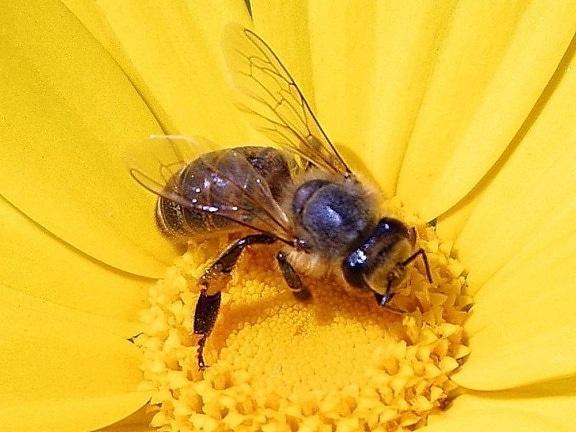 honeybee, apis mellifera