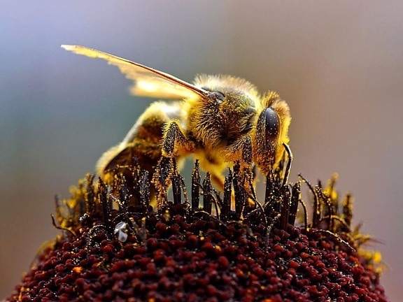 lebah madu, api, mellifera, lebah, mengumpulkan, serbuk sari