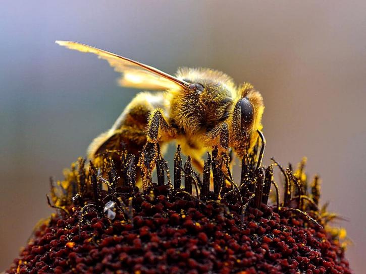 honeybee, apis mellifera, bees, collecting, pollen