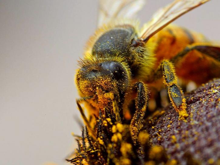 honungsbiet, apis mellifera, Samlande, pollen