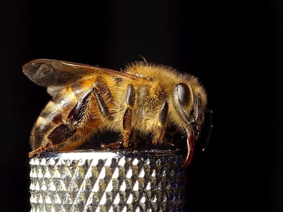Honeybee, APIer, mellifera, marco