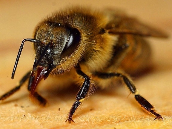 honeybee, insect, apis mellifera