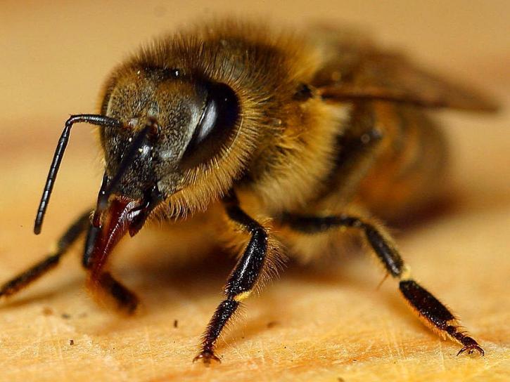 včely, hmyz, apis mellifera